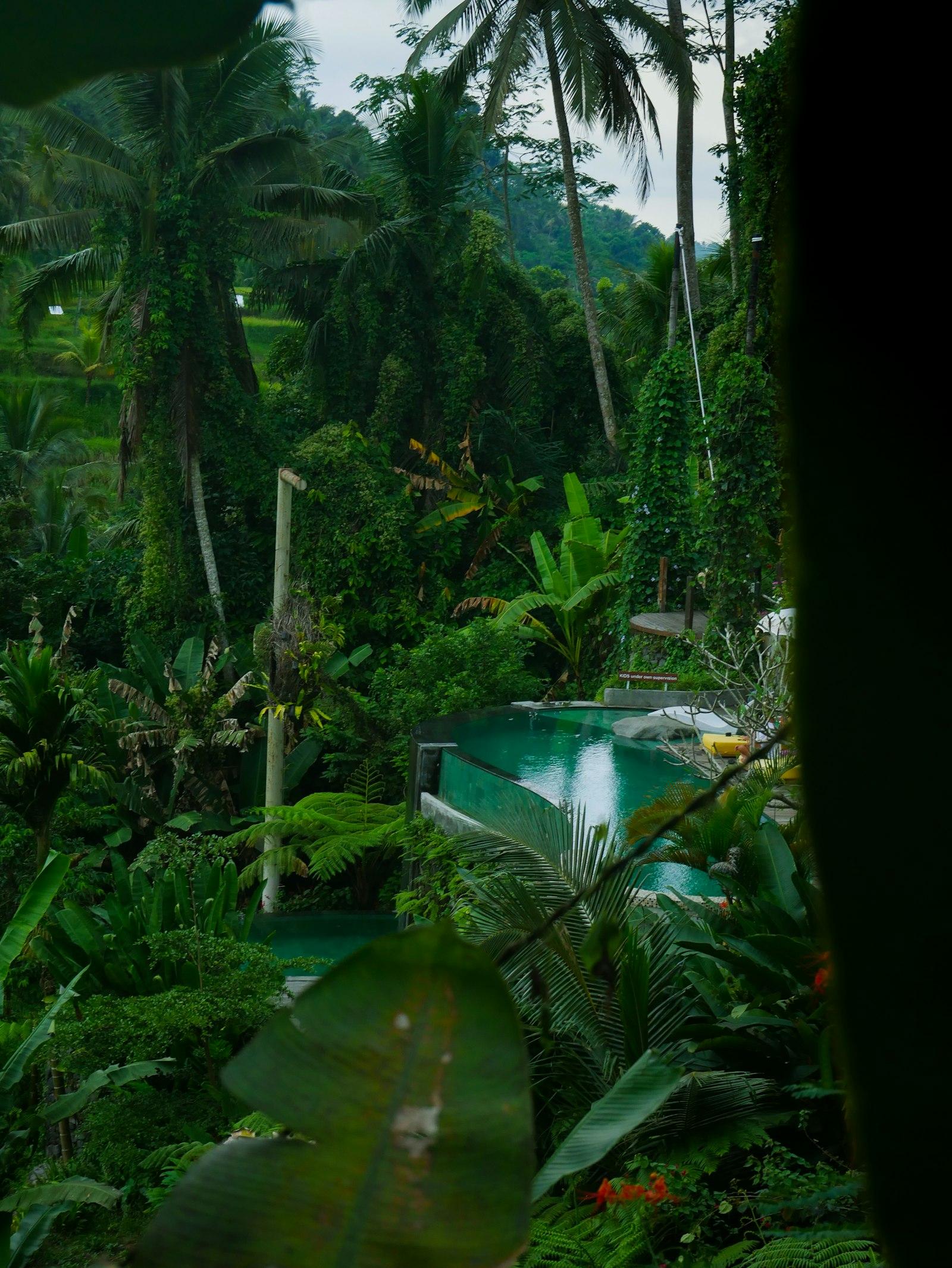 A secluded tropical retreat with a pool and lush trees